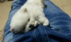 大狗最新爆料图片大全视频,图片大全视频揭秘，精彩瞬间一网打尽