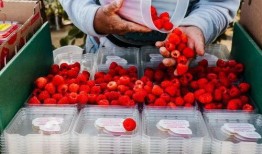 最新爆料草莓图片,最新爆料图片揭秘诱人果实风采